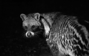 Civet Pictures