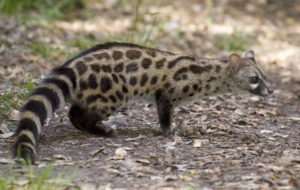 Civet Wallpaper