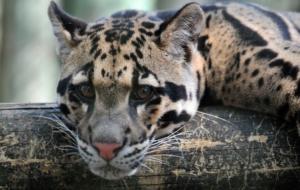 Clouded Leopard HD Wallpaper