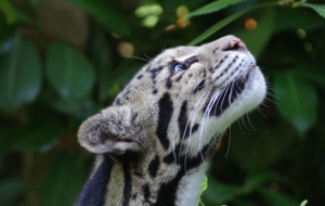 Clouded Leopard Free Images
