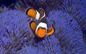 Clownfish Background