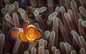 Clownfish For Desktop Background