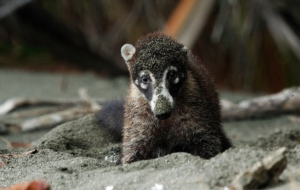 Coati Desktop