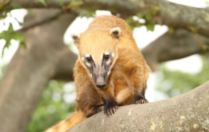 Coati Download Free Backgrounds HD