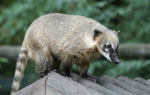 Coati HD Background