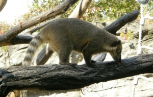 Coati HD Pics