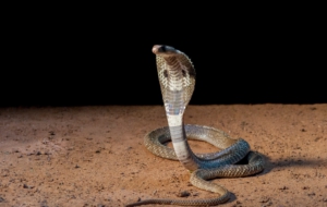 Cobra Background