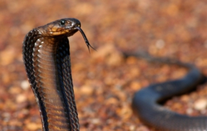 Cobra Computer Backgrounds