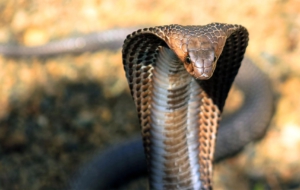 Cobra Desktop Images