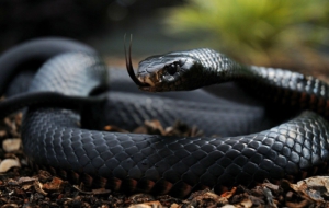 Cobra Desktop Wallpaper