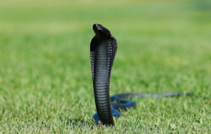 Cobra Free HD Wallpapers