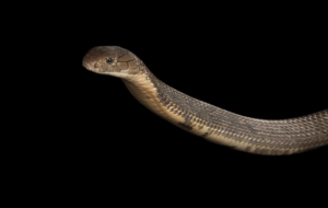 Cobra For Desktop Background