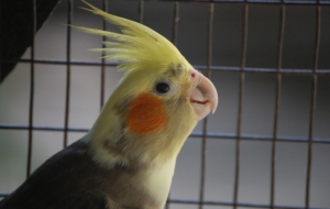 Cockatiel Computer Wallpaper
