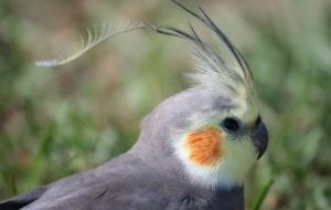 Cockatiel High Definition