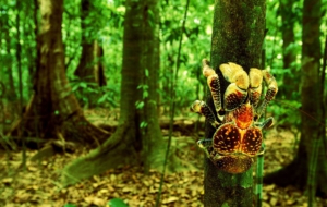 Coconut Crab Desktop