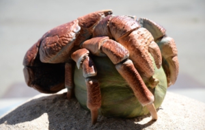 Coconut Crab Free Download