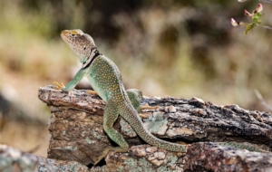 Collared Lizard Download Free Backgrounds HD