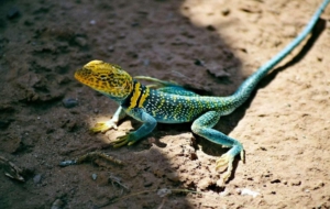 Collared Lizard Widescreen