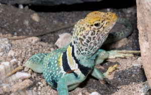 Collared Lizard For Desktop
