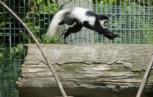 Colobus Monkey Free HD Wallpapers