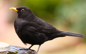 Common Blackbird 4K