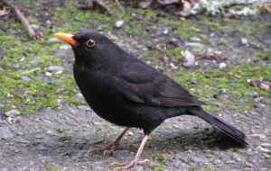 Common Blackbird Background