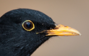 Common Blackbird Computer Wallpaper