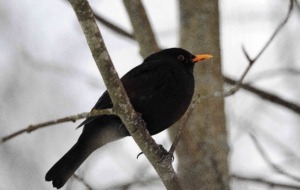 Common Blackbird Desktop Wallpaper