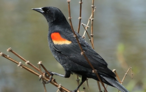 Common Blackbird HD Wallpaper