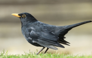Common Blackbird For Desktop
