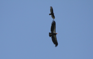 Condor Desktop Images