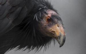 Condor Free Download