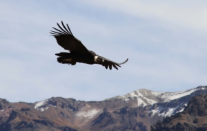 Condor HD Background