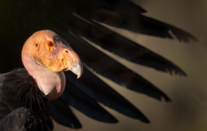 Condor High Definition