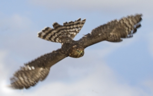 Cooper's Hawk 4K