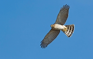 Cooper's Hawk Background