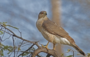 Cooper's Hawk Computer Backgrounds