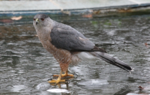 Cooper's Hawk Computer Wallpaper