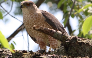 Cooper's Hawk Desktop