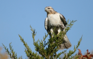 Cooper's Hawk Desktop Images