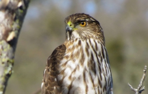 Cooper's Hawk Desktop Wallpaper