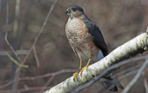 Cooper's Hawk Download