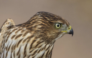 Cooper's Hawk HD