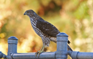 Cooper's Hawk HD Background
