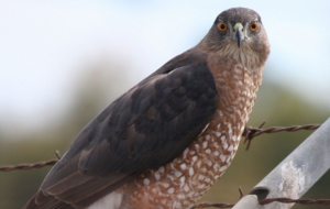 Cooper's Hawk HD Desktop