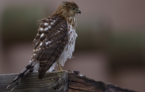 Cooper's Hawk HD Pics