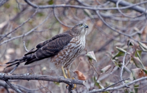 Cooper's Hawk For Desktop