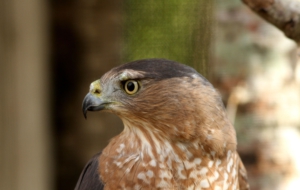 Cooper's Hawk For Desktop Background