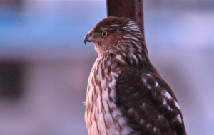 Cooper's Hawk Full HD