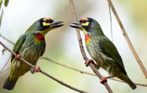 Coppersmith Barbet Background